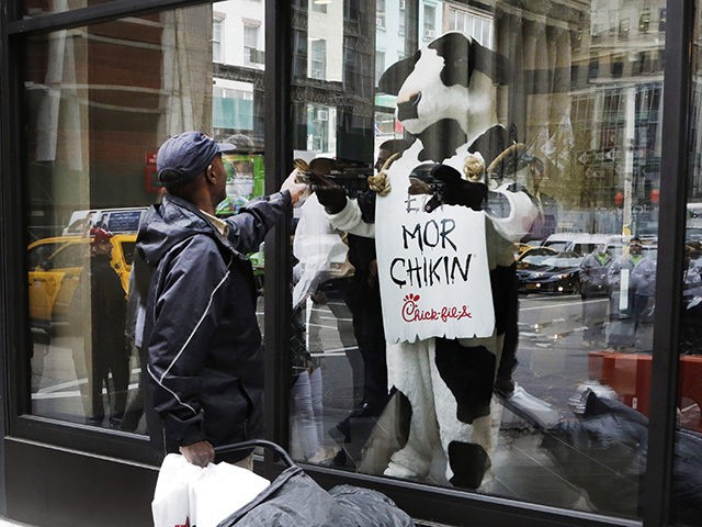 People look at a costumed Chick-fil-A cow in the window of a new Chick-fil-A restaurant, Thursday, Oct. 1, 2015 in New York. The Atlanta-based privately held franchise company has more than 1900 restaurants in 41 states and Washington, D.C. The New York franchise, located a few blocks from Times Square, …