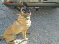 Border Patrol K-9 to Retire After 10 Years, 2.5 Tons of Drugs Seized