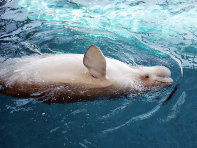 Beluga Whale