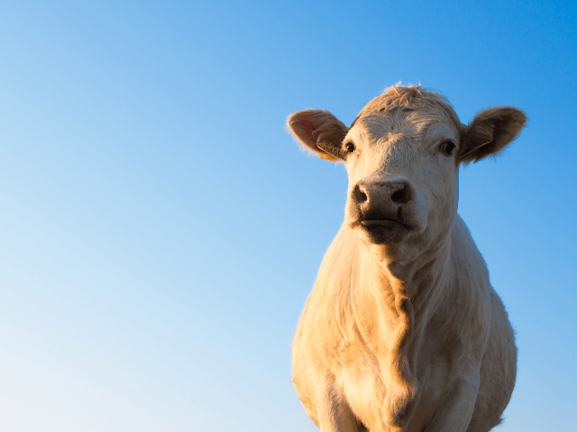Palestinian Gov't Daily Says Israel 'Training and Recruiting' Spy Cows - Vimarsana News