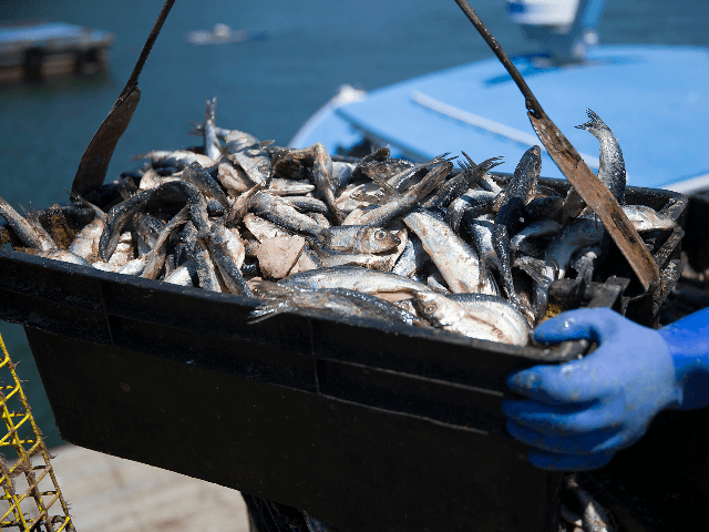 Herring is seen as it is loaded onto a lobster fishing boat at the Conary Cove Lobster Co