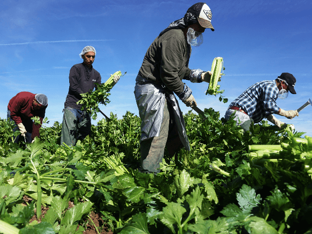 Mexican farm workers harvest celery in a field of Brawley, California, in the Imperial Valley, on January 31, 2017. Many of the farm workers expressed fears that they would not be able to continue working in the United States under the President Trump's administration. / AFP / Sandy Huffaker (Photo …