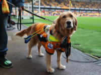 WOLVERHAMPTON, ENGLAND - APRIL 15: A guide dog is seen wearing Wolverhampton Wanderers merchandise prior to the Sky Bet Championship match between Wolverhampton Wanderers and Birmingham City at Molineux on April 15, 2018 in Wolverhampton, England. (Photo by Catherine Ivill/Getty Images)