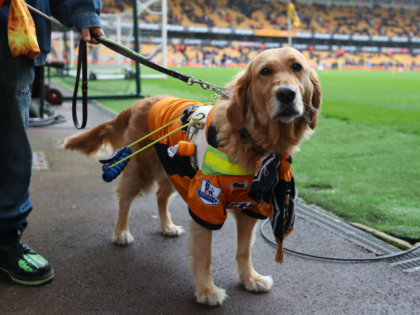 WOLVERHAMPTON, ENGLAND - APRIL 15: A guide dog is seen wearing Wolverhampton Wanderers mer