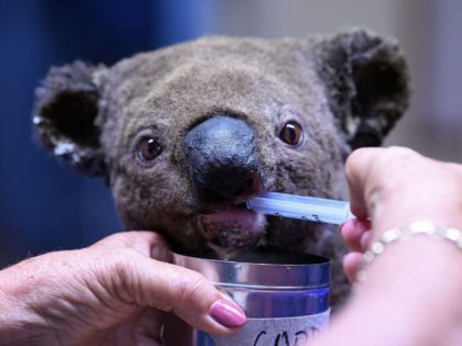 A dehydrated and injured Koala receives treatment at the Port Macquarie Koala Hospital in Port Macquarie on November 2, 2019, after its rescue from a bushfire that has ravaged an area of over 2,000 hectares. - Hundreds of koalas are feared to have burned to death in an out-of-control bushfire …