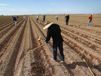 HOLTVILLE, CA - SEPTEMBER 27: Mexican farm workers hoe a cabbage field on September 27, 2016 Holtville, California. Thousands of Mexican seasonal workers legally cross the border daily from Mexicali, Mexico to work the fields of Imperial Valley, California, some of the most productive farmland in the United States. (Photo …