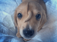 Narwhal the puppy