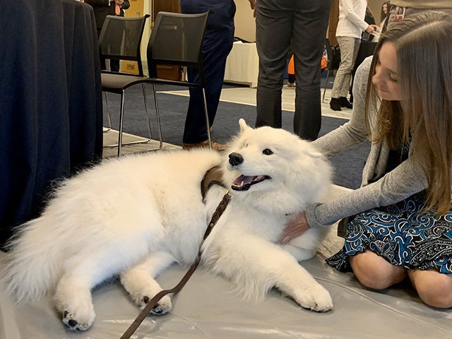pet therapy at Capitol Hill