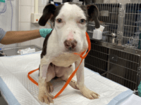 puppy trapped inside crate in freezing river