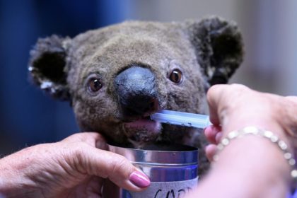 Two koalas rescued in Australia bushfire but fate of 100s unknown