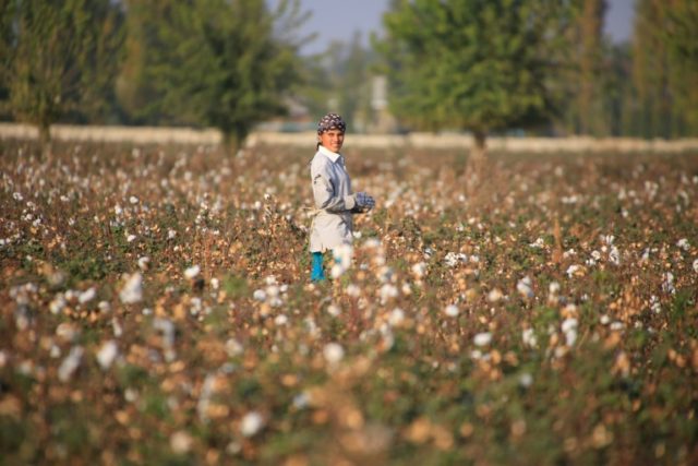 Uzbekistan looks to soften image of notorious cotton sector