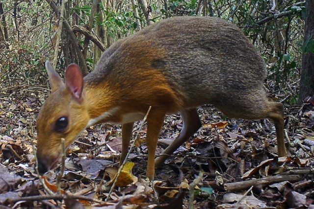 Vietnam deer rediscovered after nearly 30 years