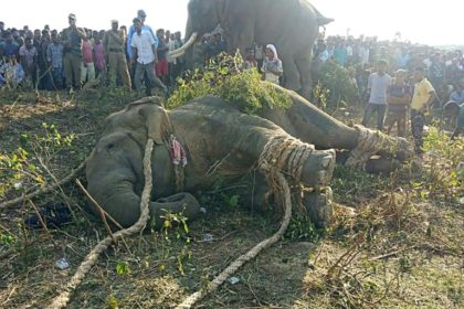 Rogue 'Bin Laden' elephant caught in India after killing 5 people
