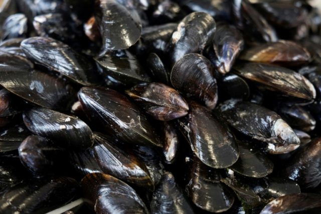 Human link in spread of infectious cancer in mussels