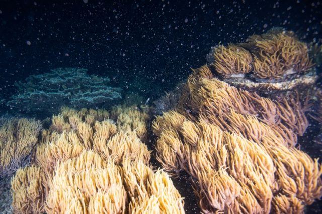Great Barrier Reef annual mass coral spawning begins