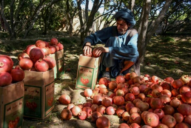 Afghan pomegranate growers squeezed as prices drop