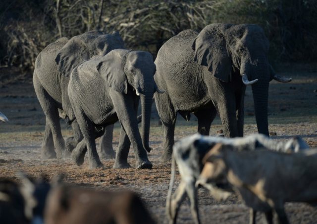 Botswana to start issuing trophy hunting licences in December
