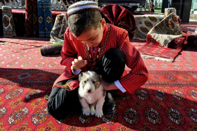 Top dog: Turkmen breed rivals horse for national affection