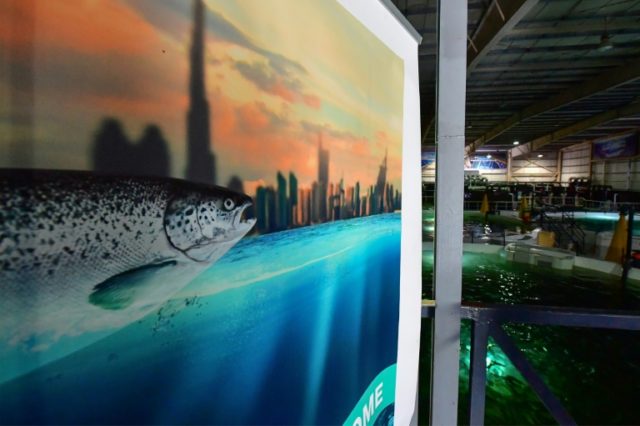 In the Dubai desert, Atlantic conditions are recreated to raise thousands of salmon in tanks In the deserts of Dubai, salmon farming thrives