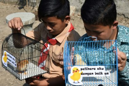 ChickTok: Indonesian kids given pets to wean them off smartphones
