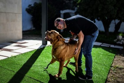 Back on all fours - Ronda the dog's pioneering prosthetic surgery