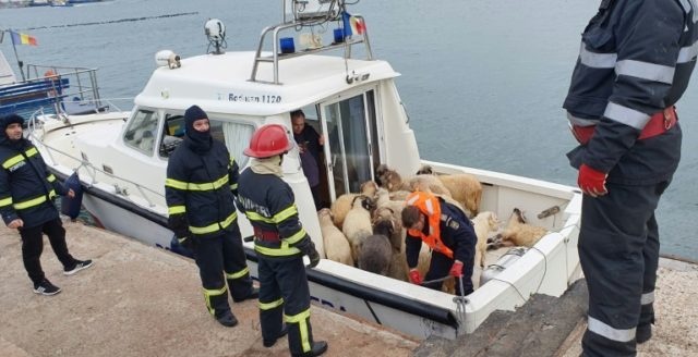 Ship with 14,600 sheep aboard capsizes off Romania