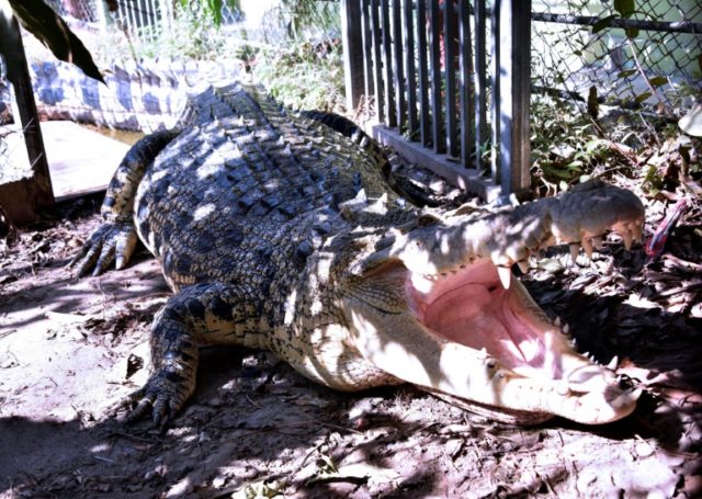 Killer crocodiles: Why are more humans being attacked in East Timor?