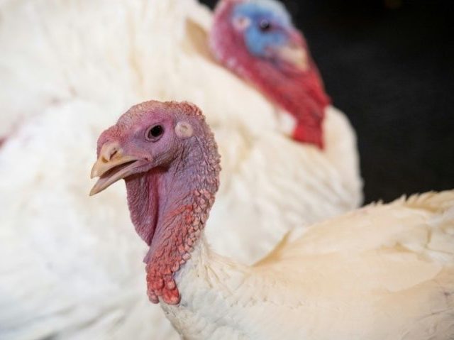 In US, plant-based diet easier than ever, even at Thanksgiving