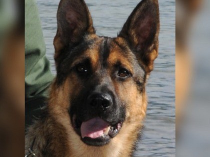 Border Patrol K-9 Agent Jackie died on December 29 in a line of duty vehicle crash. (Photo