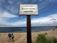 Shark
