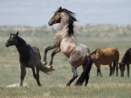 In this July 18, 2018, file photo, a wild horse jumps among others near Salt Lake City. The U.S. government is seeking new pastures for thousands of wild horses that have overpopulated Western ranges. Landowners interested in hosting large numbers of rounded-up wild horses on their property can now apply …