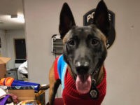 K9 Russel