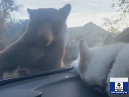 Dangerously Cute: Dog and Bear Nose to Nose in Unexpected Car Encounter