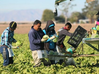 Mexican-farm-workers-harvest-outside-Brawley-California-getty-640x480 (1)