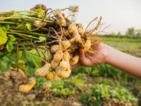 Peanuts growing on farm