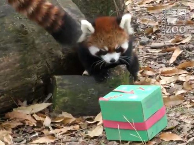 animals receive gifts