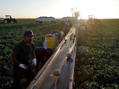 FILE- In this Sept. 18, 2018, file photo, farmworkers pick melons in the early morning hours in Huron, Calif. On Thursday, Dec. 6, the Labor Department issues revised data on productivity in the third quarter. (AP Photo/Marcio Jose Sanchez, File)