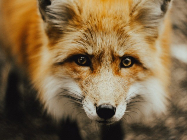 baby brown fox