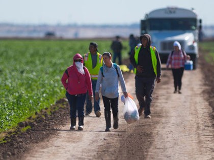 Temporary agricultural workers walk off a lettuce farm at the end of their shift outside Yuma, Arizona, on February 15, 2017.