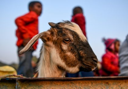 Nepal prepares for mass animal sacrifice despite outcry