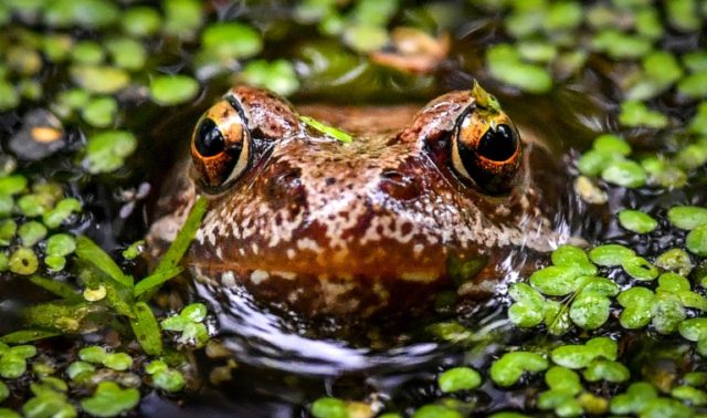 Scientists in Australia have developed a 'Frogphone' to keep tabs on an animal under increasing threat from climate change and habitat loss Phone home Kermit? Keeping tabs on frogs