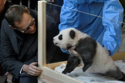 Boy oh boy! Twin male pandas charm Berlin zoo