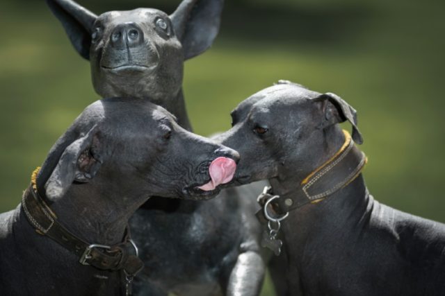Revered by Aztecs, Mexican hairless dog in style again in hipster era