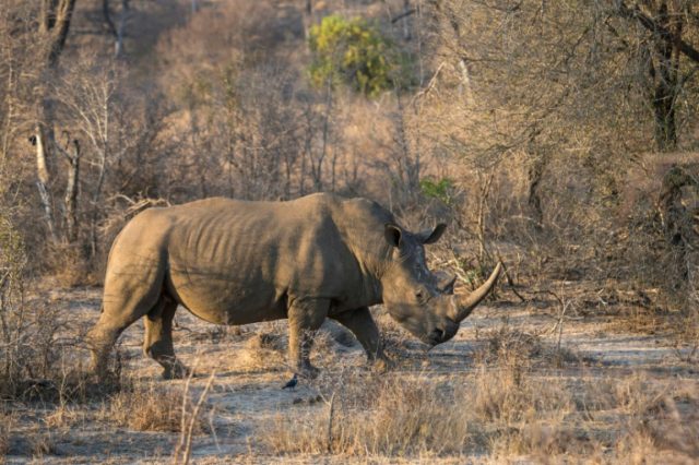 Two suspected poachers killed in S.Africa's Kruger park