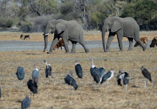 Botswana animal groups outraged at elephant killing