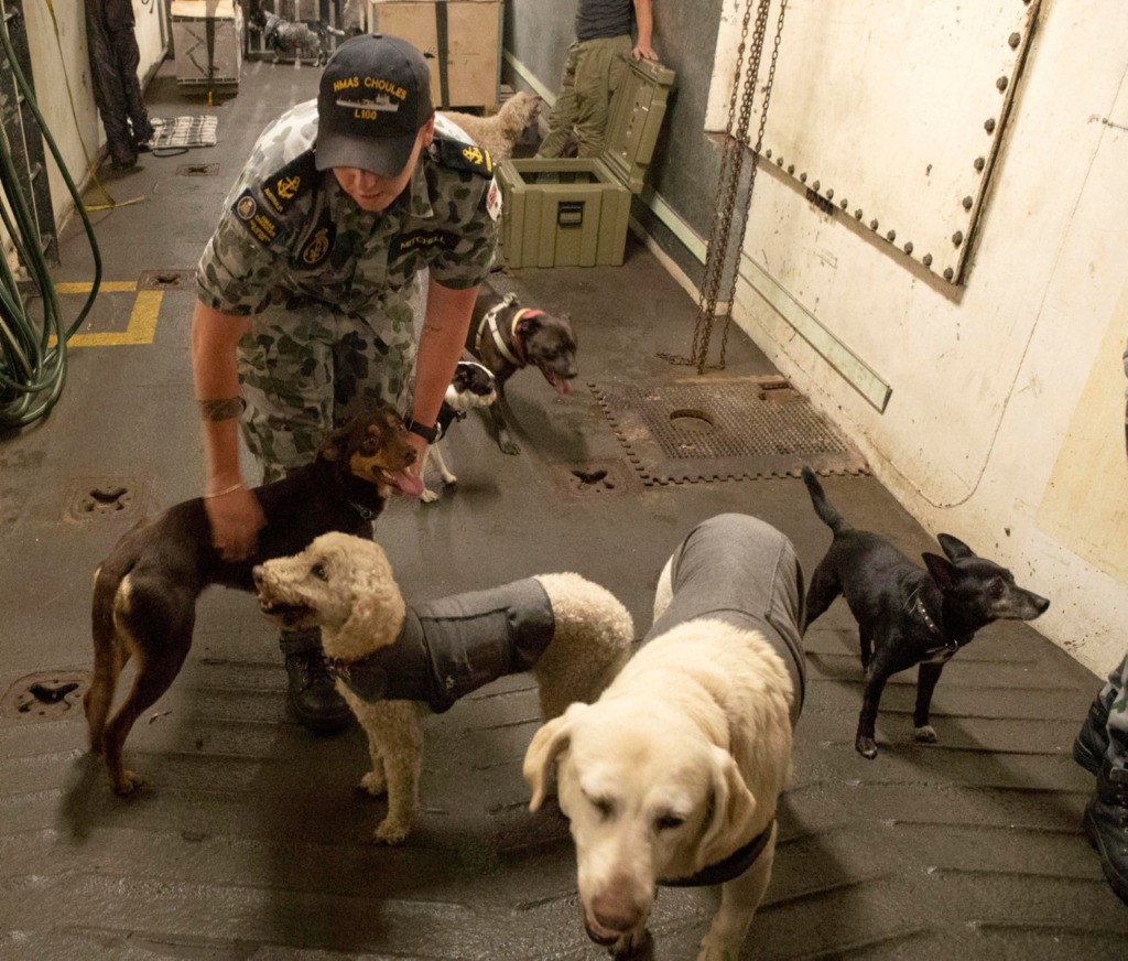 HMAS Choules sailor, Leading Seaman Communications and Information Systems Afton Mitchell pats the dogs evacuated with their owners from Mallacoota. *** Local Caption *** The Australian Defence Force (ADF) has commenced Operation Bushfire Assist 19-20 and has stood up Joint Task Forces in New South Wales and Victoria to enhance Defence support following devastating bushfires in the South East of Australia. ADF members are working side by side with emergency services personnel in the State Disaster Coordination Centre (SDCC) of the NSW Rural Fire Service Headquarters and alongside the Victorian Country Fire Service and Metropolitan Fire Brigades to provide best effect of ADF assets. HMAS Choules and MV Sycamore sailed from Sydney and will operate off the Southern NSW/North East Victorian coast to provide support to communities cut off due to the bushfires. The ADF is also providing transport and other assistance such as aviation ground support, logistics, engineering and accommodation support to the firefighting effort.