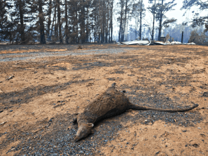 WINGELLO, AUSTRALIA - JANUARY 06: A dead wallaby pictured in the Wingello State Forest on January 06, 2020 in Wingello, Australia. Cooler conditions and light rain has provided some relief for firefighters in NSW who continue to battle bushfires across the state. Army Reserve forces and other specialist capabilities have …