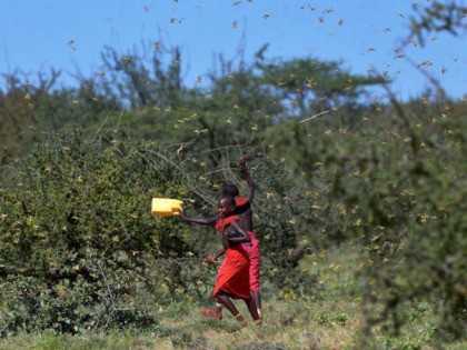 TOPSHOT - Invading locusts spring into flight from ground vegetation as young girls in traditional Samburu-wear run past to their cattle at Larisoro village near Archers Post, on January 21, 2020. - The outbreak of desert locusts, considered the most dangerous locust species, is significant and extremely dangerous warned the …