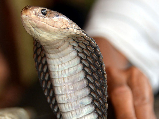 A man holds a cobra he sells for medicine at a Chinese majority business complex in the In