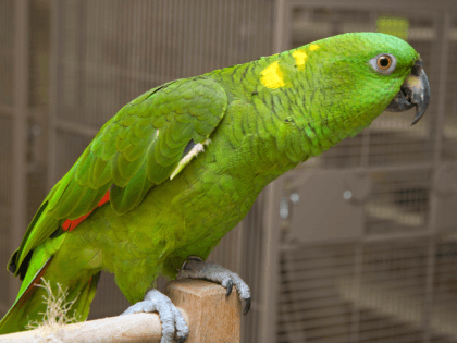 Yellow-Naped Amazon parrot